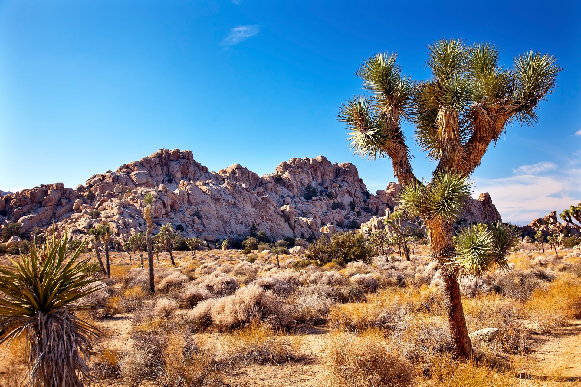Mojave Desert, part of Joshua Tree National Park in California, USA