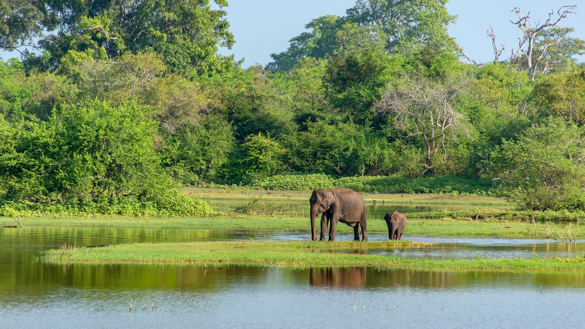 Mother And Baby Elephant in Sri Lanka