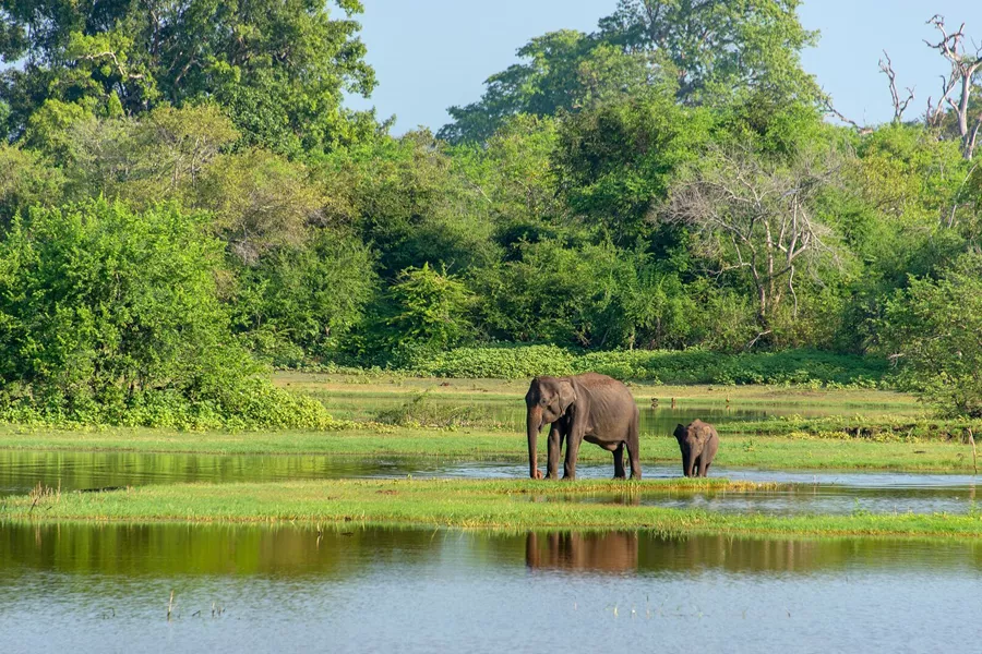 Mother And Baby Elephant in Sri Lanka