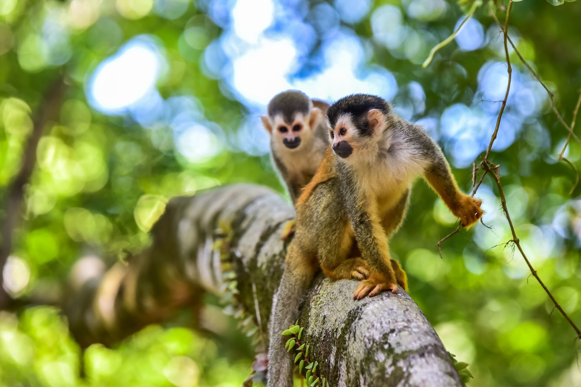 2 monkeys on a branch in a jungle in South America