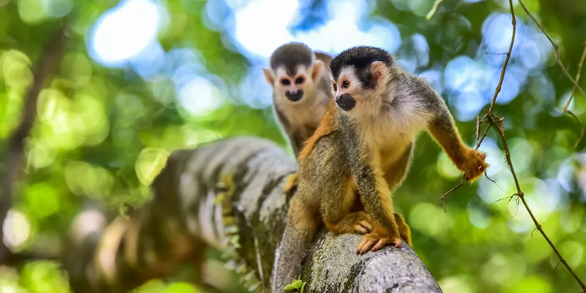 2 monkeys on a branch in a jungle in South America