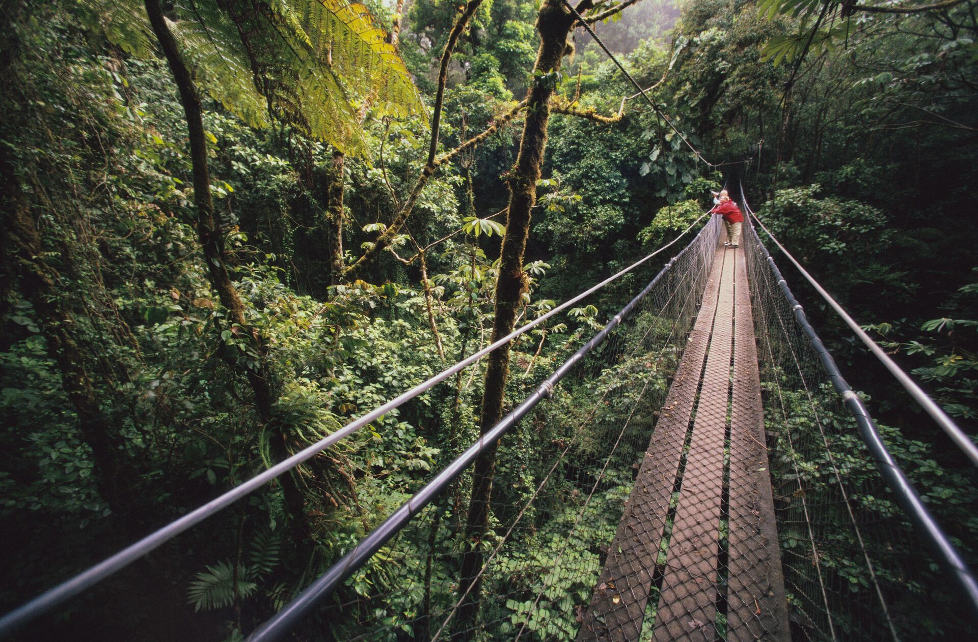 Skybridge At Monteverde Cloud Forest Preserve