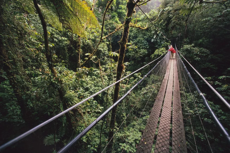 Skybridge At Monteverde Cloud Forest Preserve