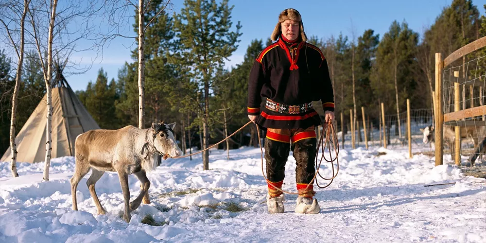 A Sami reindeer breeder standing next to a baby reindeer in Norway, Scandinavia