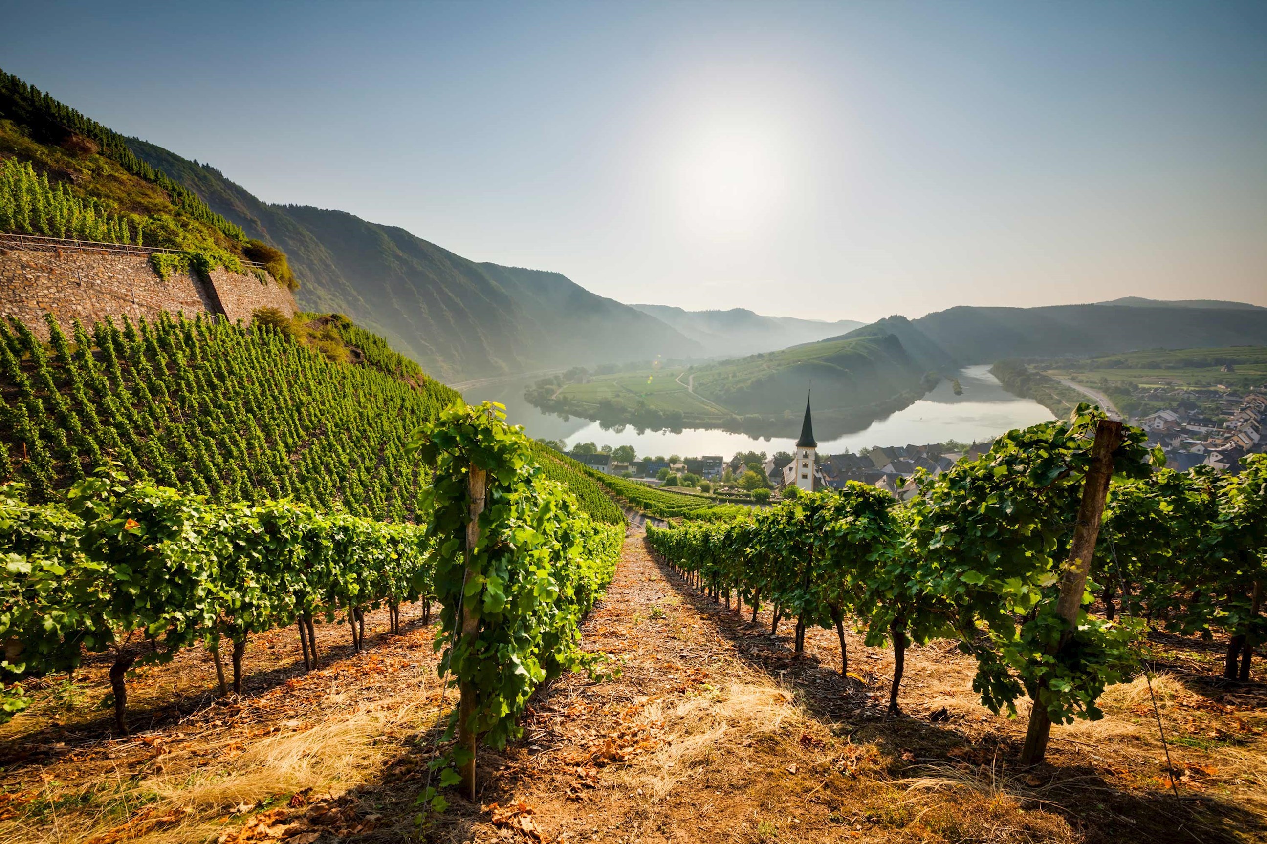 Vineyard in Rhine Valley, Germany