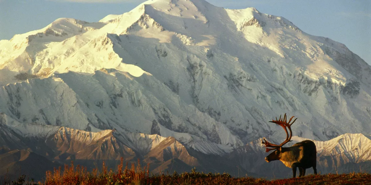 A moose at a sunrise in Denali National Park Alaska, USA with Mount Denali in the background