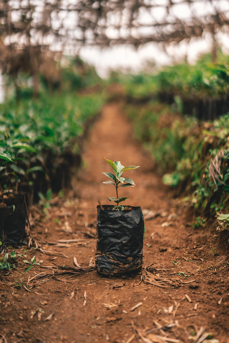 A small seedling in the plantation