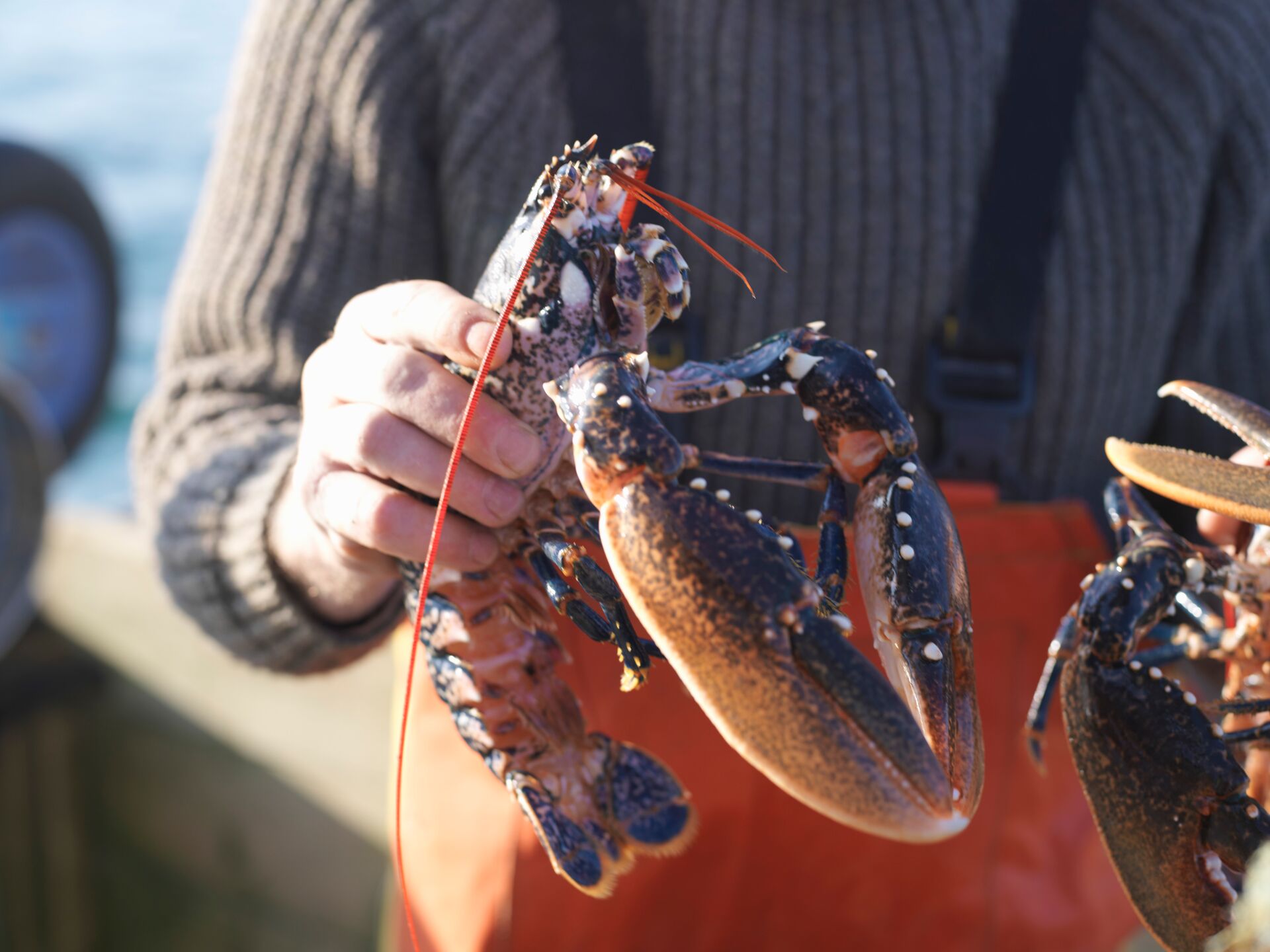 Close up of a fisherman holding a lobster