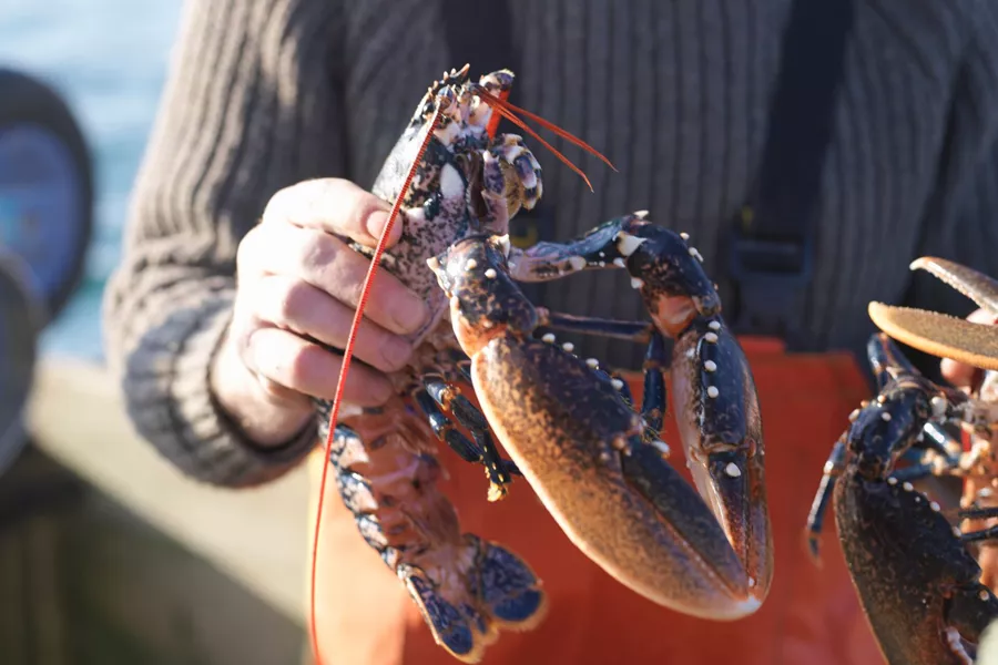 Close up of a fisherman holding a lobster