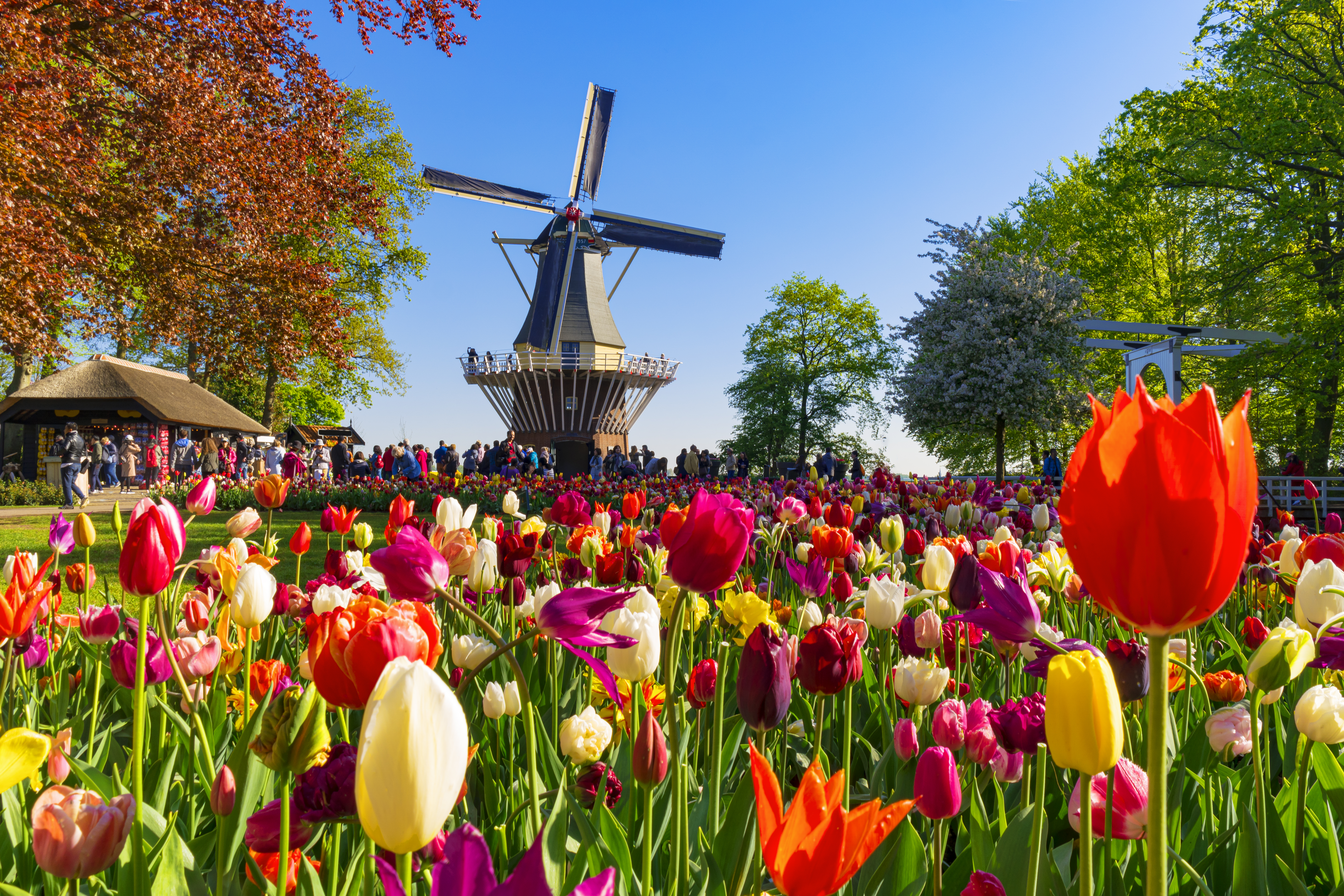 Tulips in the foreground of a windmill in the Netherlands