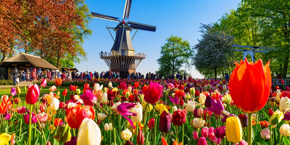 Tulips in the foreground of a windmill in the Netherlands