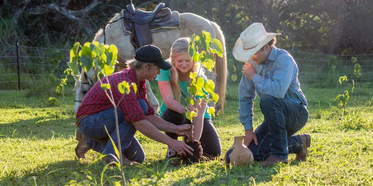People planting a tree in Oahu Legacy Forest in Hawaii, USA
