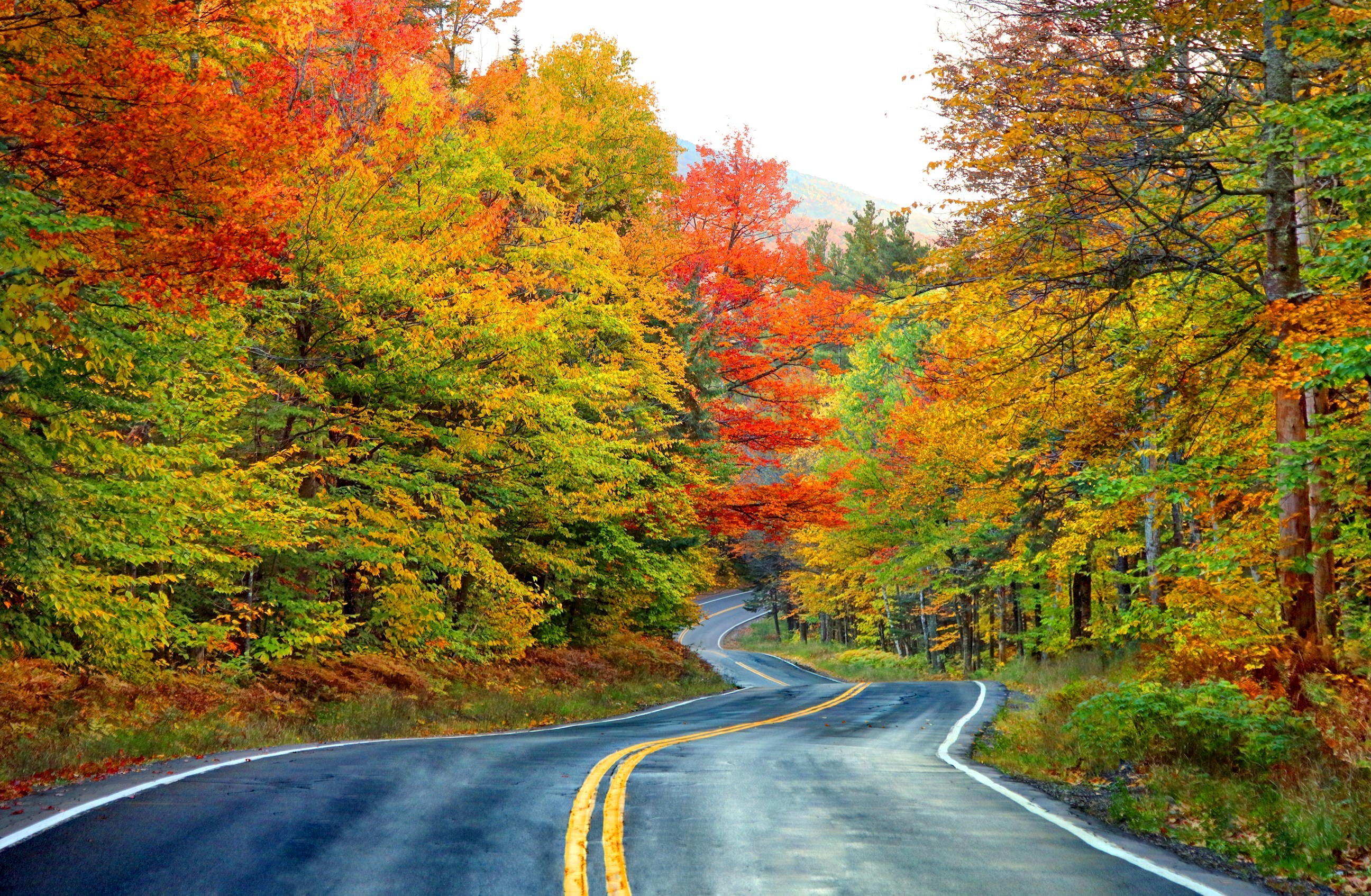 Autumn Colours, White Mountain, USA