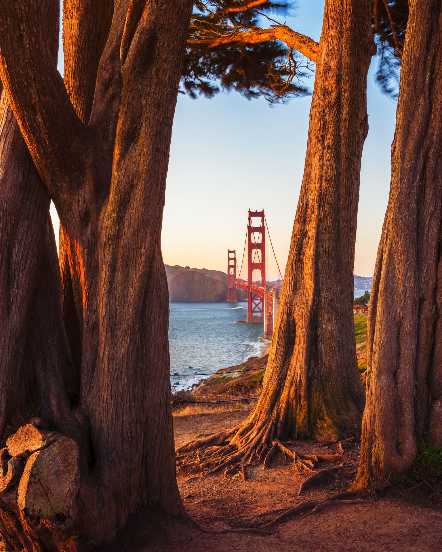 Golden Gate Bridge in San Francisco with trees in the foreground