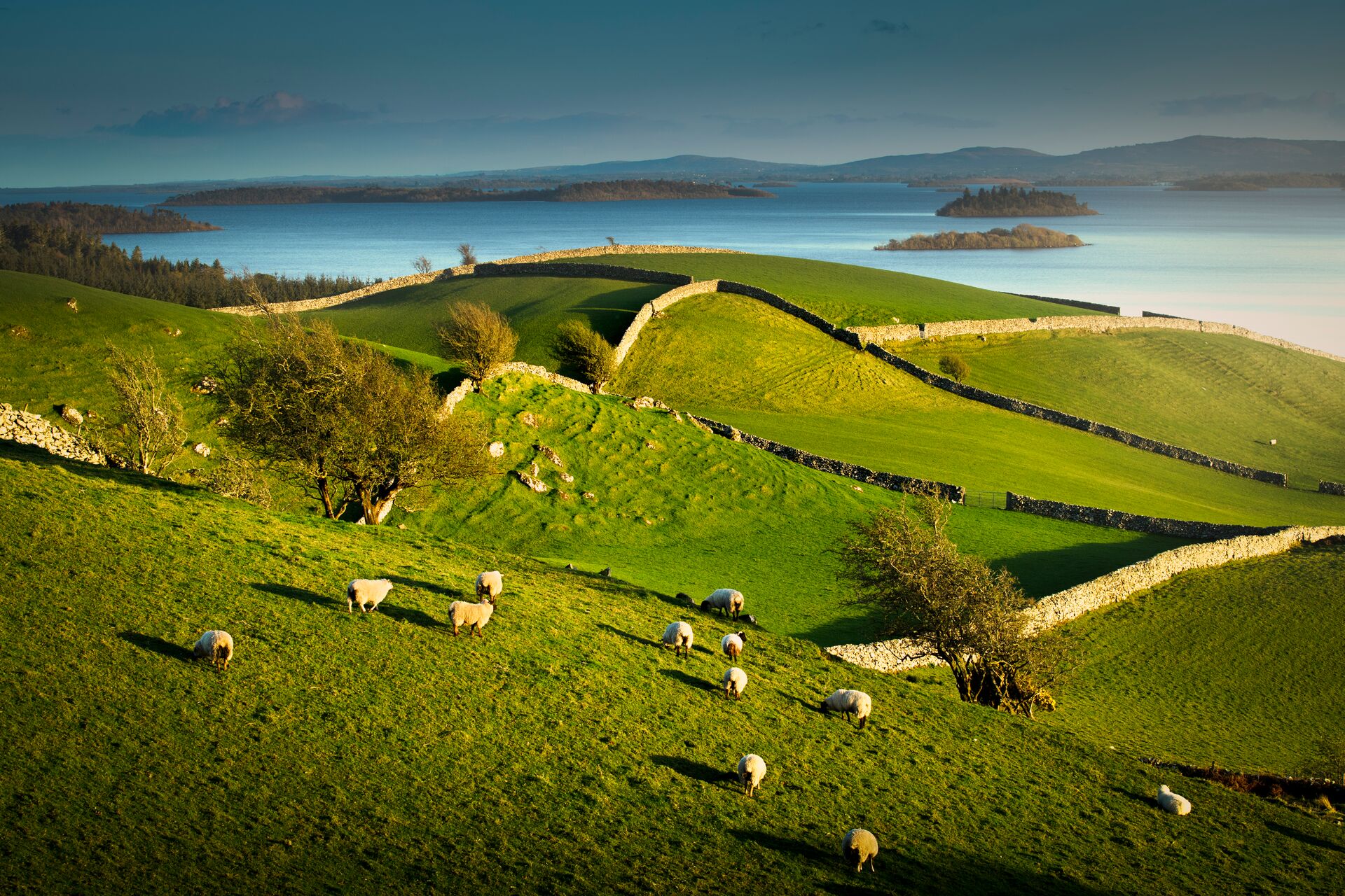 Sheep Grazing on Grassland in Lough Corrib, Cong, Mayo, Ireland