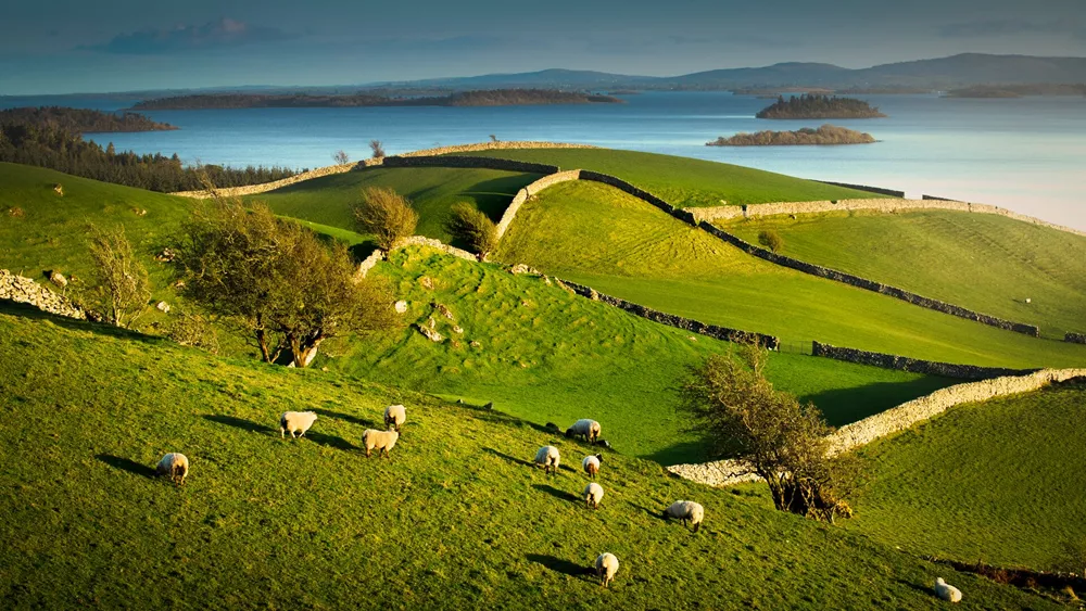 Sheep Grazing on Grassland in Lough Corrib, Cong, Mayo, Ireland