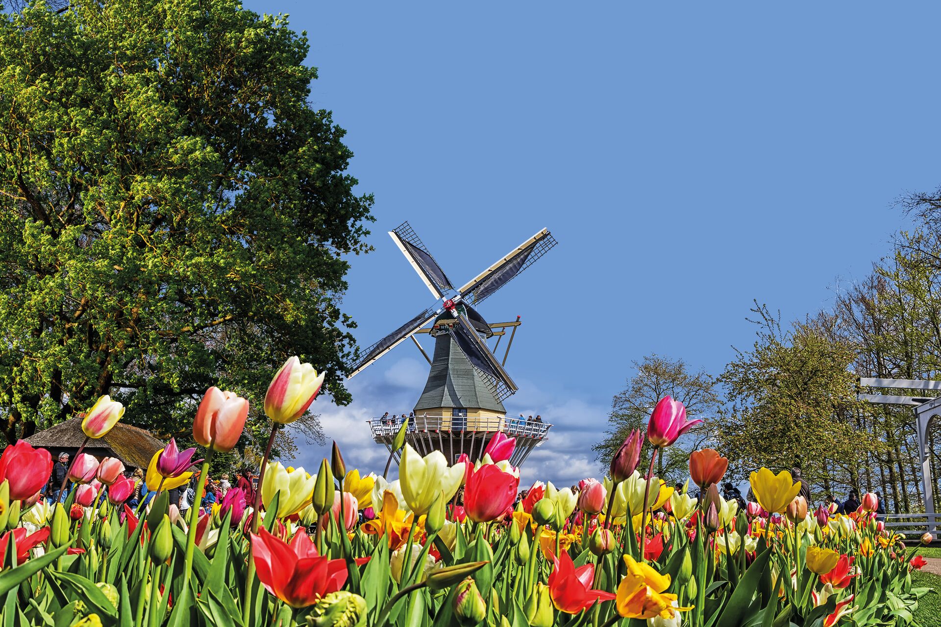 Traditional Dutch windmill with colourful tulips in the foreground in the Netherlands