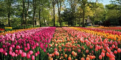 Chelsea Flower Show and Springtime Alps Guided Tour