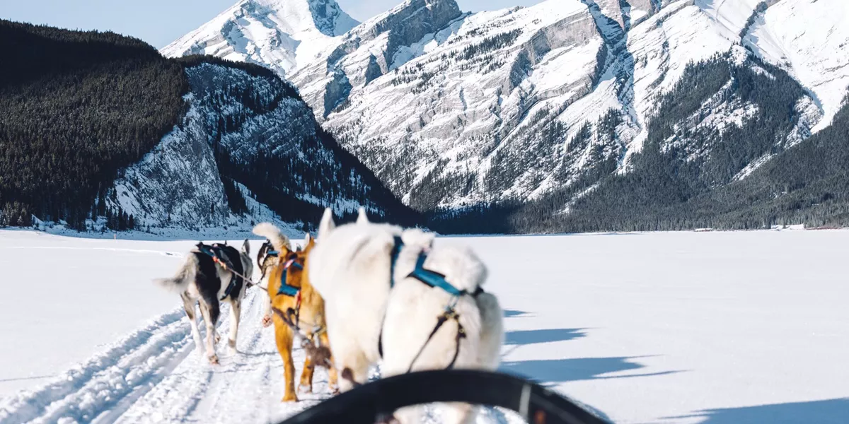 Dogs pulling a sledge