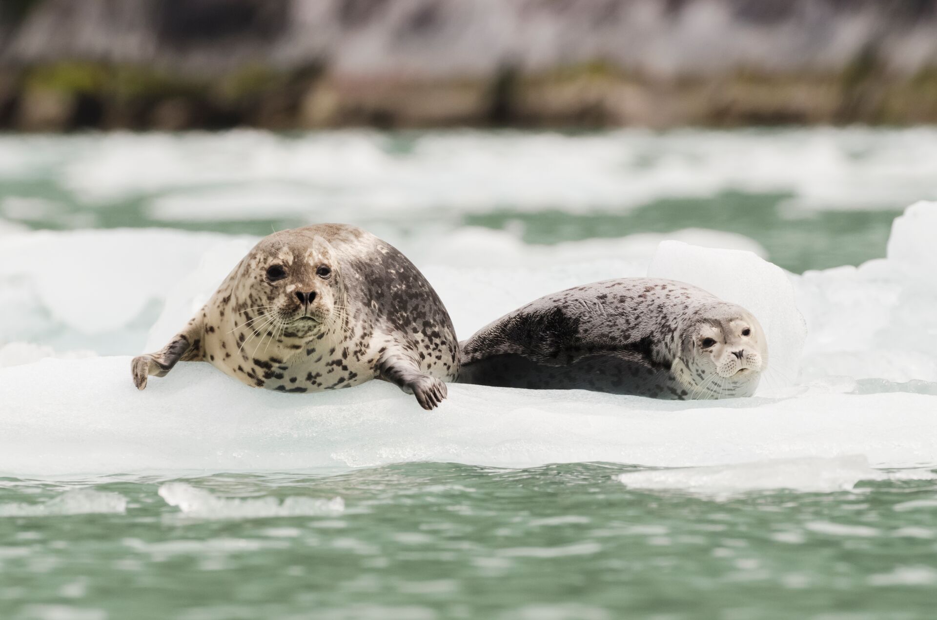 2 seals resting on a Iceberg in Alaska