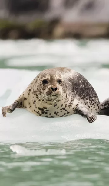 2 seals resting on a Iceberg in Alaska