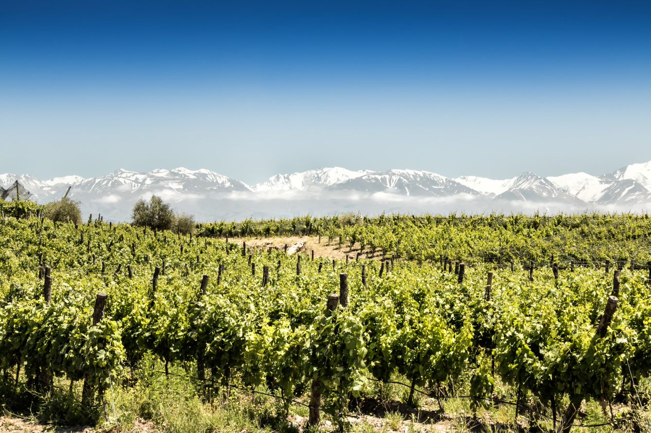  A vineyard and mountains, Argentina.