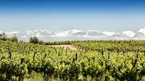 A vineyard and mountains, Argentina.