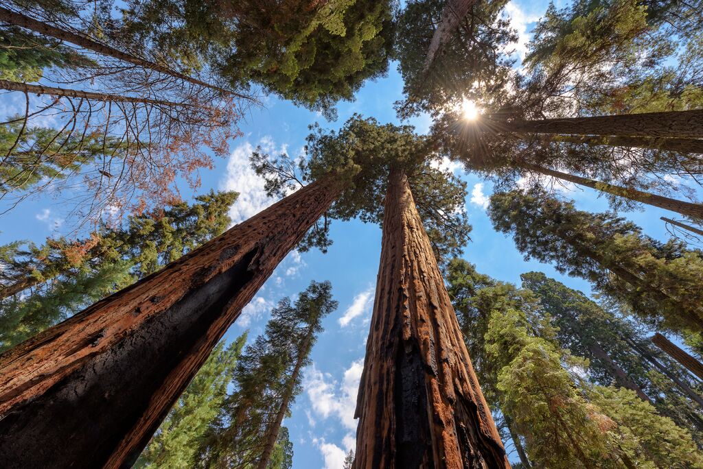 Large sequoia tree rising to the sky at the Sequoia National Park in the US
