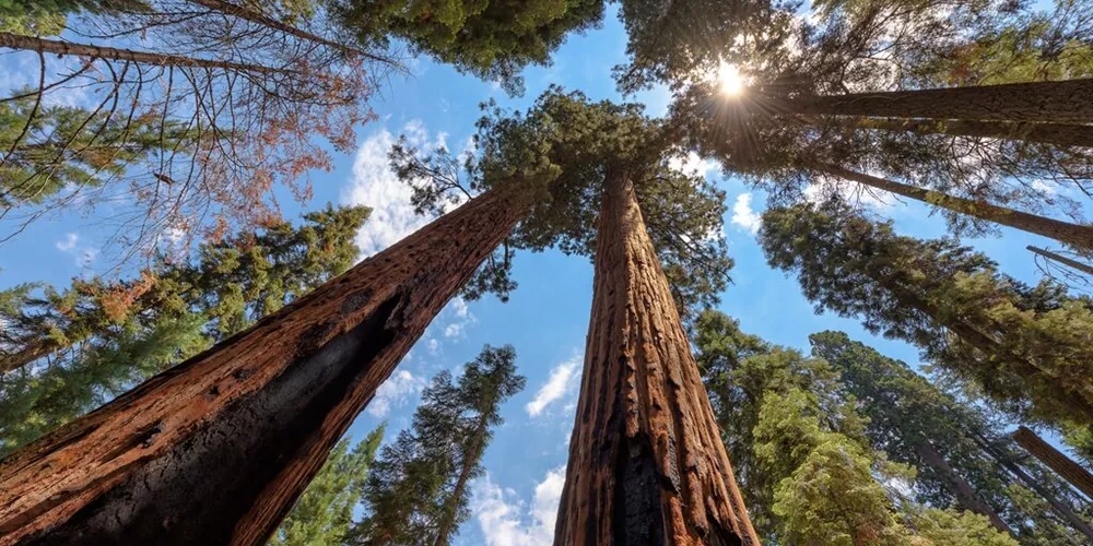 Large sequoia tree rising to the sky at the Sequoia National Park in the US