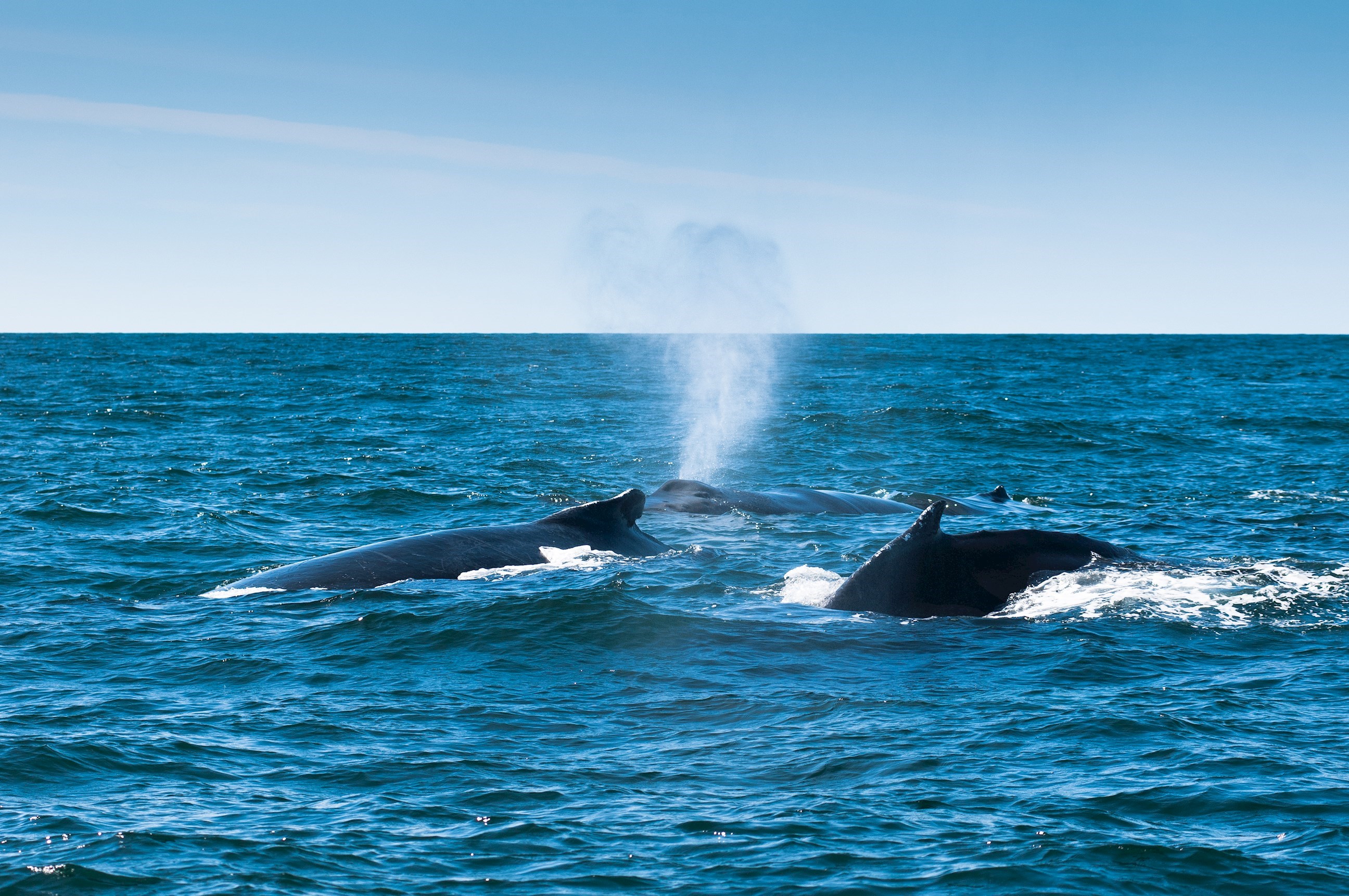 A humpback whales in the Bay of Fundy, Canada