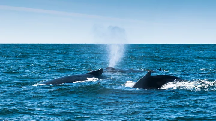 A humpback whales in the Bay of Fundy, Canada