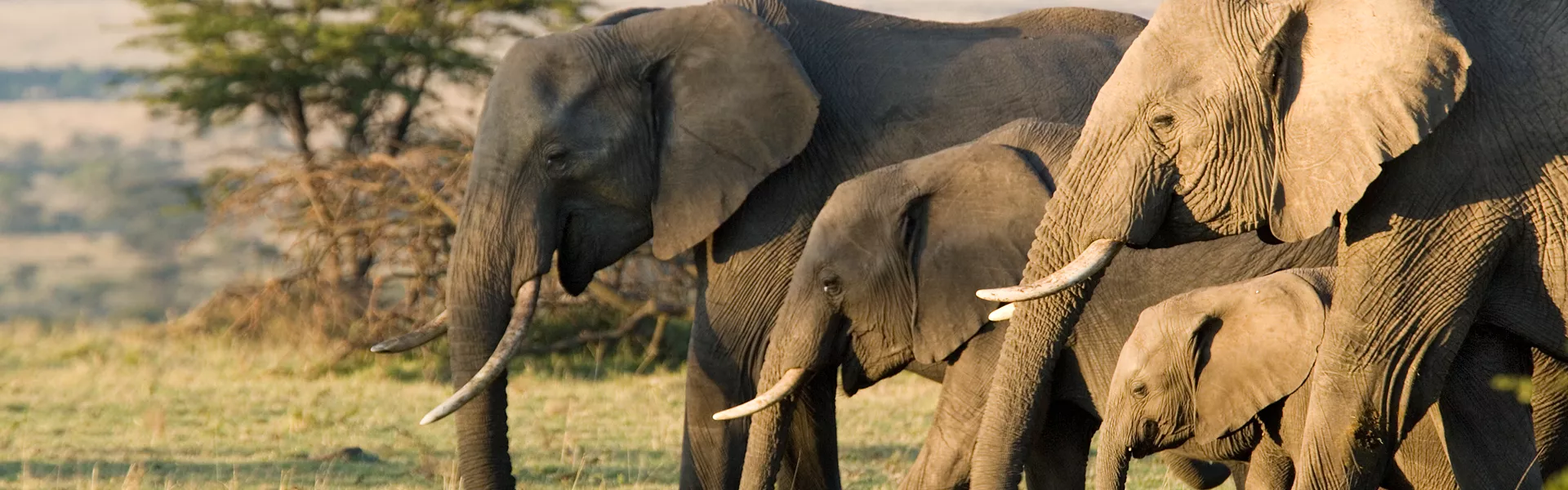 Make Travel Matter Wildlife