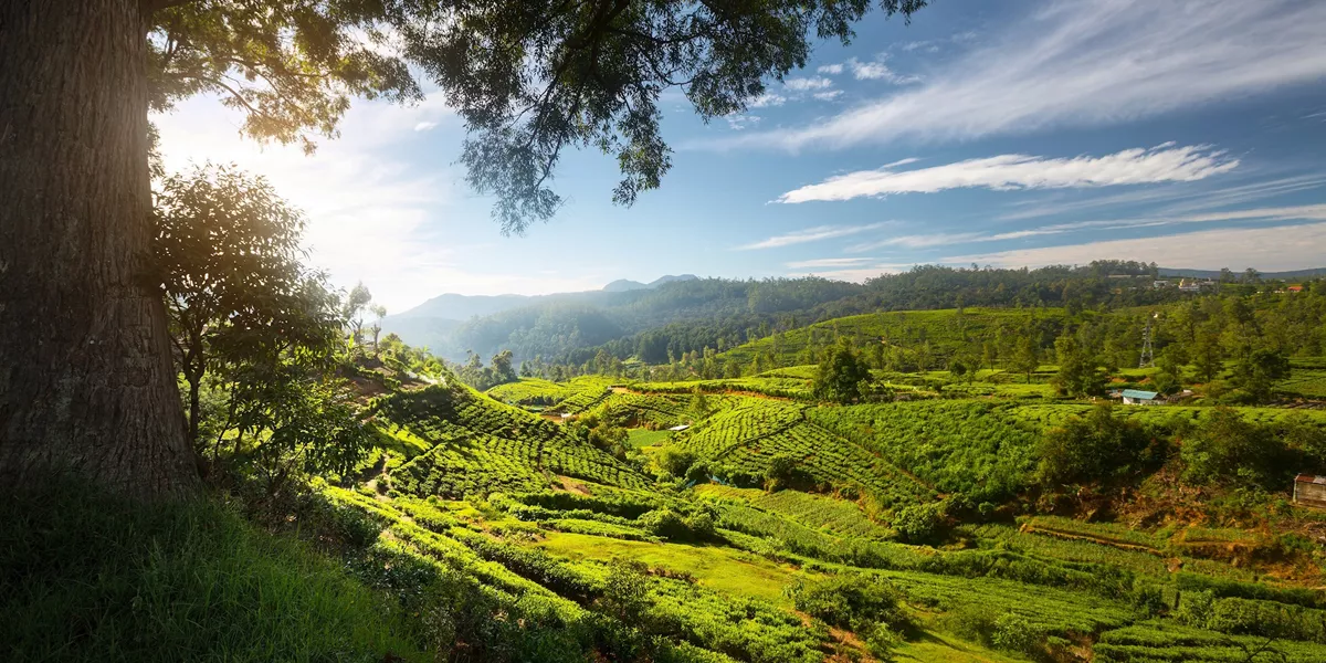 Tea plantation, Nuwara Ellia, Sri Lanka