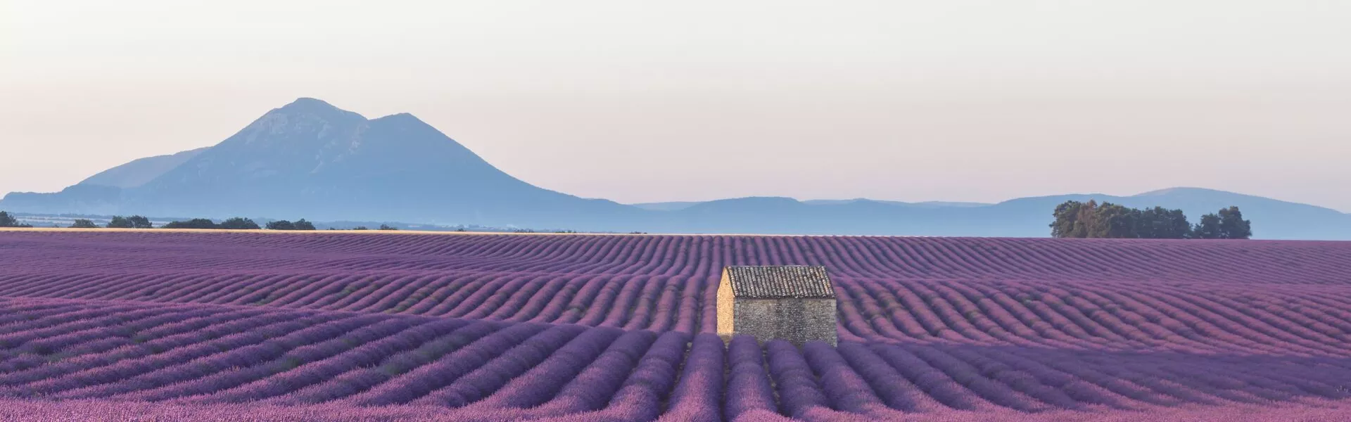 A field of lavender with a small building in the middle of it. A backdrop of mountains.