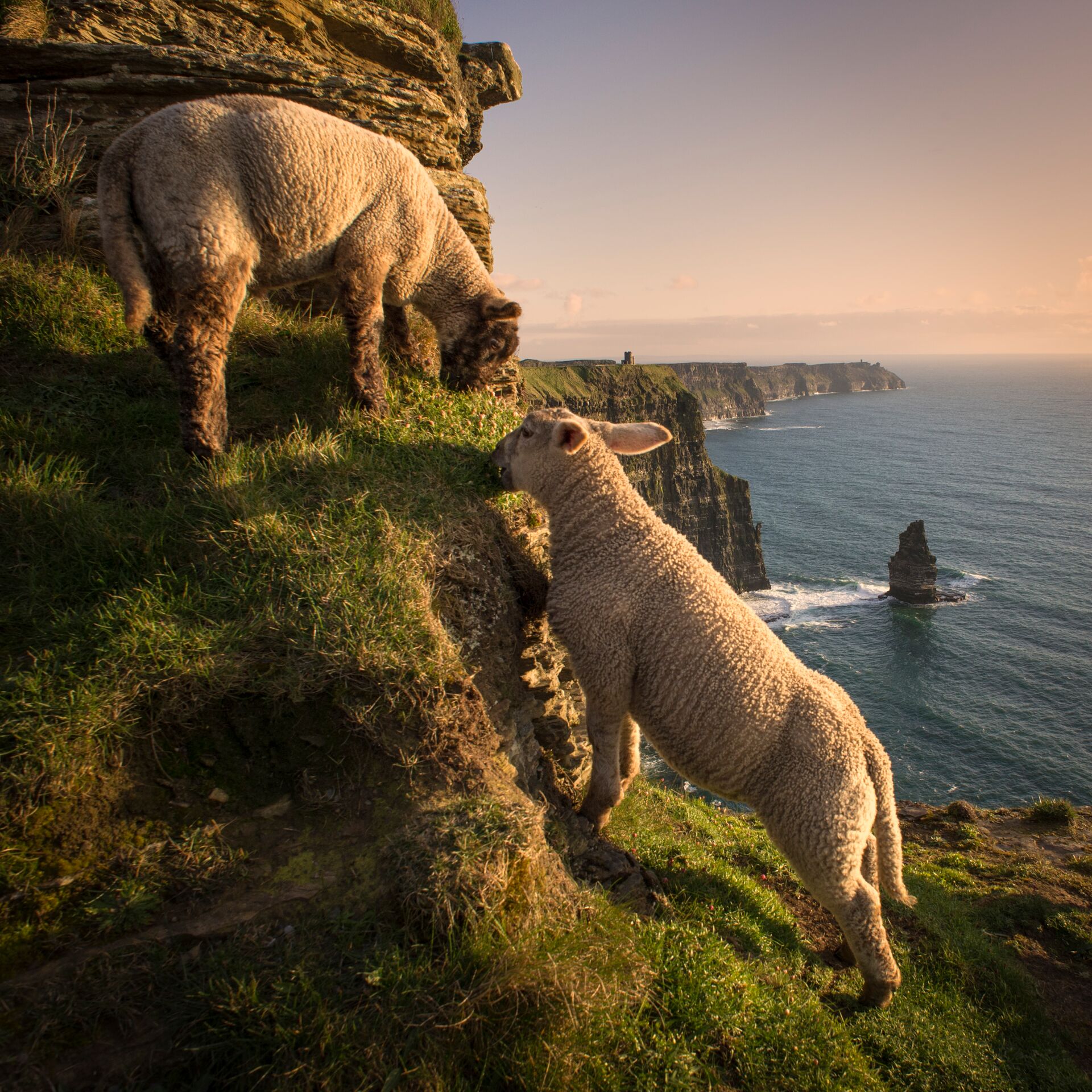 Large Sheep On Cliffs Of Moher, Liscannor, Ireland 1134449162