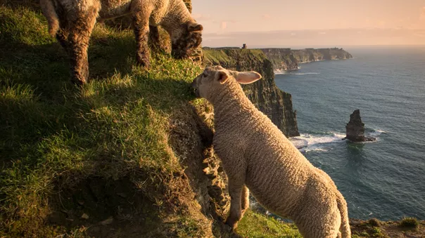 Large Sheep On Cliffs Of Moher, Liscannor, Ireland 1134449162