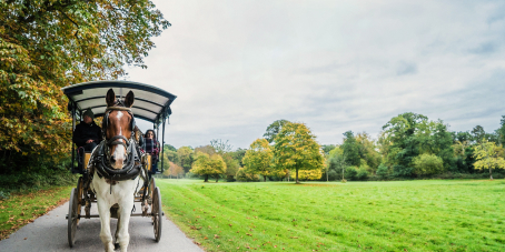 Countryside Buckboard Ride