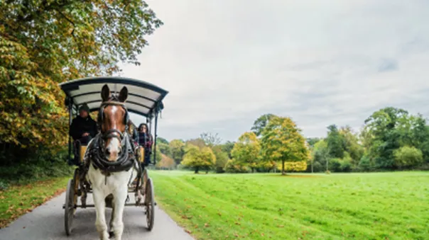 Countryside Buckboard Ride