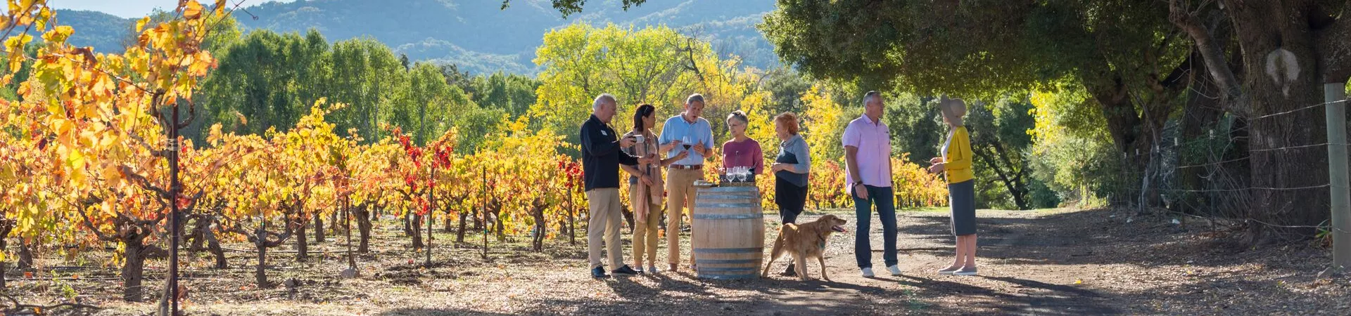 A group sip wine in a sunny vineyard with a dog