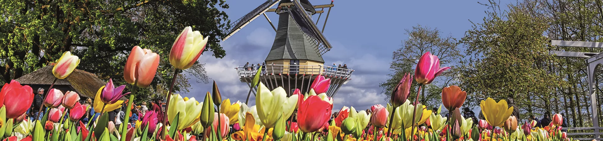 View of tulips and a windmill at Keukenhof in The Netherlands