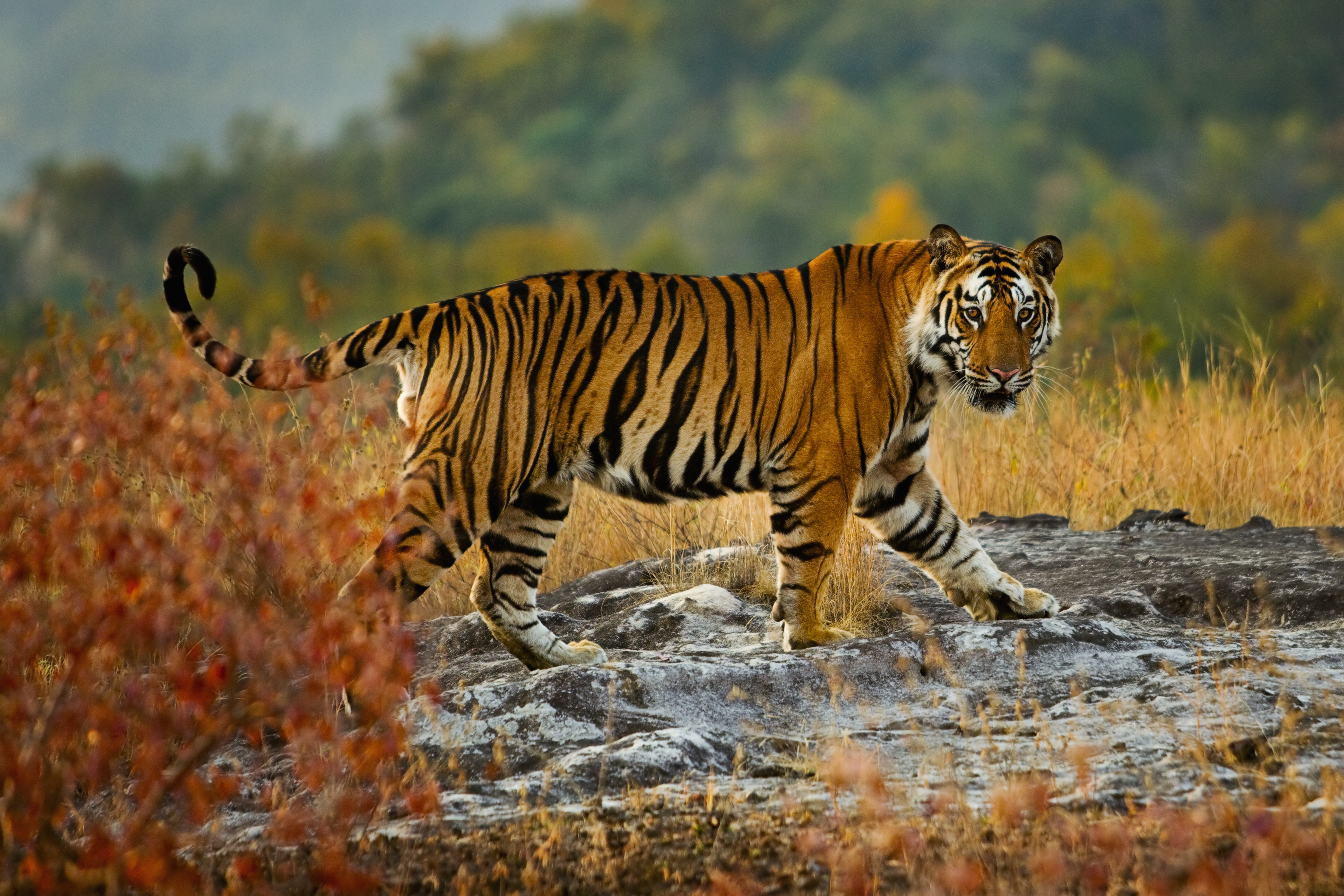 A Large Tiger In Bandhavgarh National Park, Madhya Pradesh, India 163243396