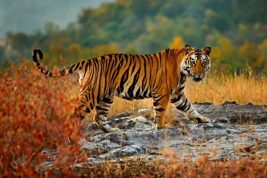 A Large Tiger In Bandhavgarh National Park, Madhya Pradesh, India 163243396