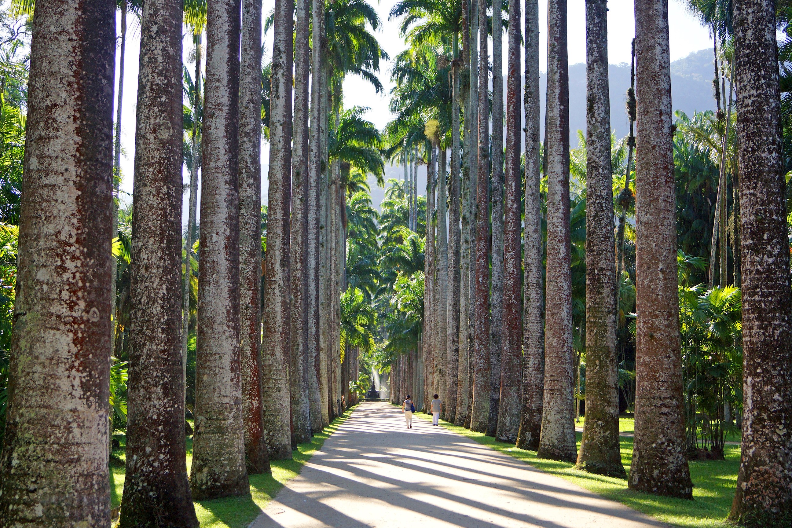 Jardim Botanico Do Rio De Janeiro Brazil