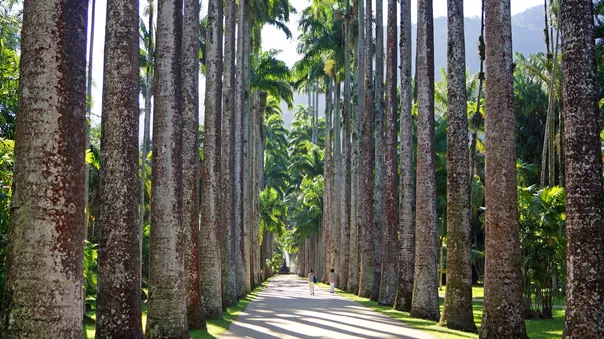 Jardim Botanico Do Rio De Janeiro Brazil