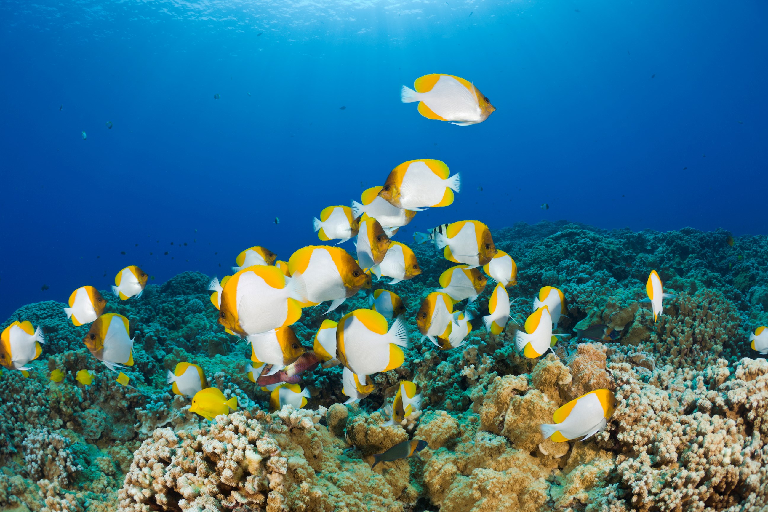 Molokini snorkeling Trip at Maui, Hawaii, USA