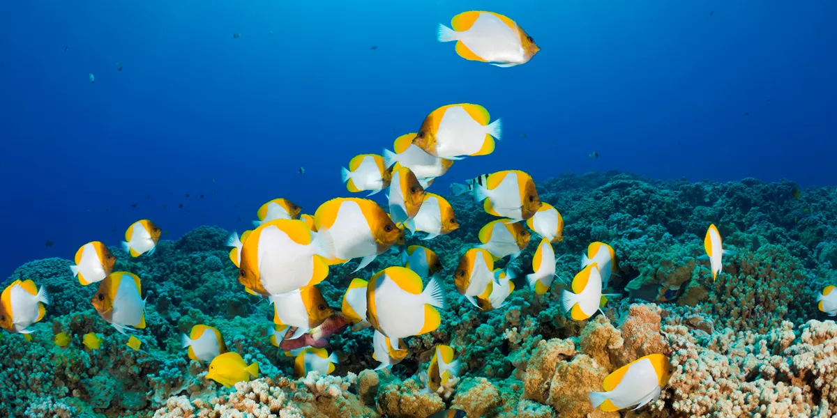 Molokini snorkeling Trip at Maui, Hawaii, USA