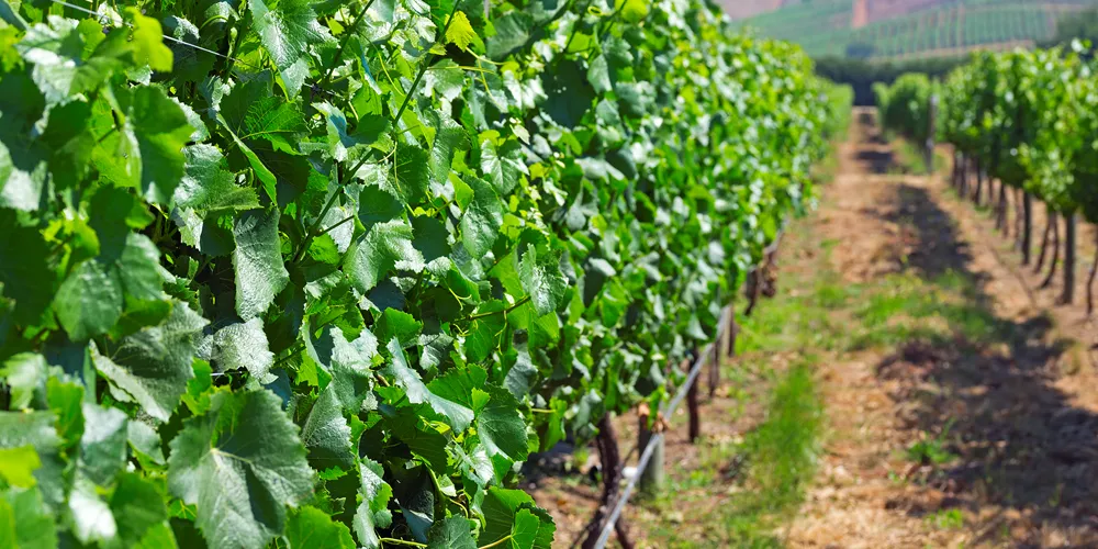 Vineyard 469149871