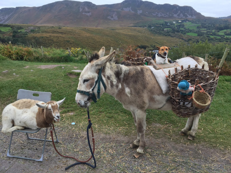 Holly, Hannah, and Rosie hanging by the peat bogs of Kerry