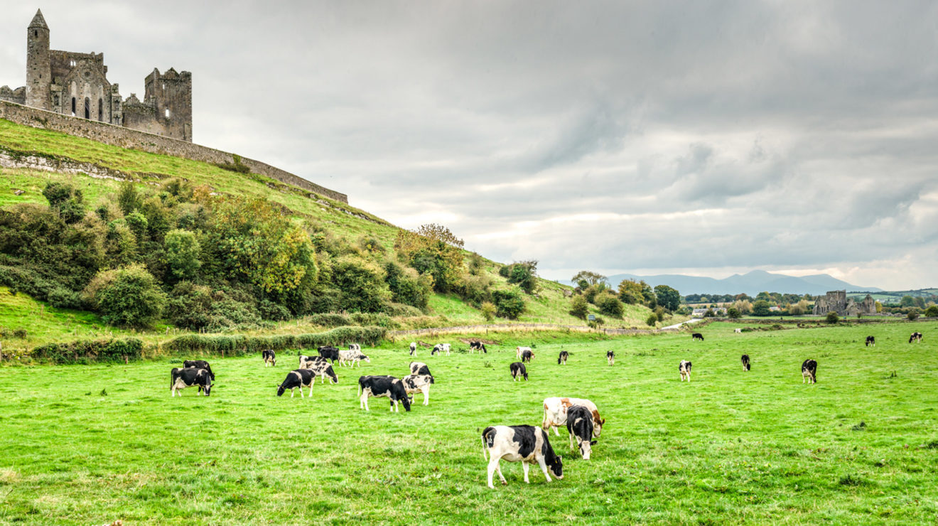 Cows, Ireland