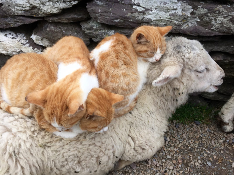 Kittens